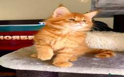 Maine Coon cats for sale: Mane Coon XXXL - Advert 7