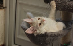 Maine Coon cats for sale: TICA PEDIGREE MAINE COON KITTENS  - Image 6