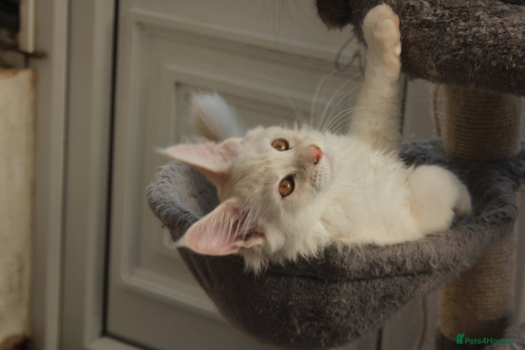 Maine Coon cats for sale: TICA PEDIGREE MAINE COON KITTENS  - Image 6