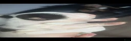 American Bully dogs for sale: RemiXzorro breeding  - Advert 10