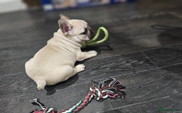 French Bulldog dogs for sale: French bulldog puppies  - Advert 29