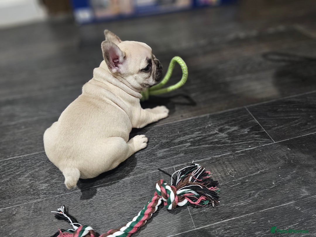 French Bulldog dogs for sale: French bulldog puppies  - Advert 29