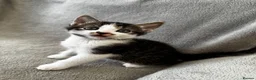Mixed Breed cats for sale: 4 Adorable Little Kittens for sale in Watford - Advert 6