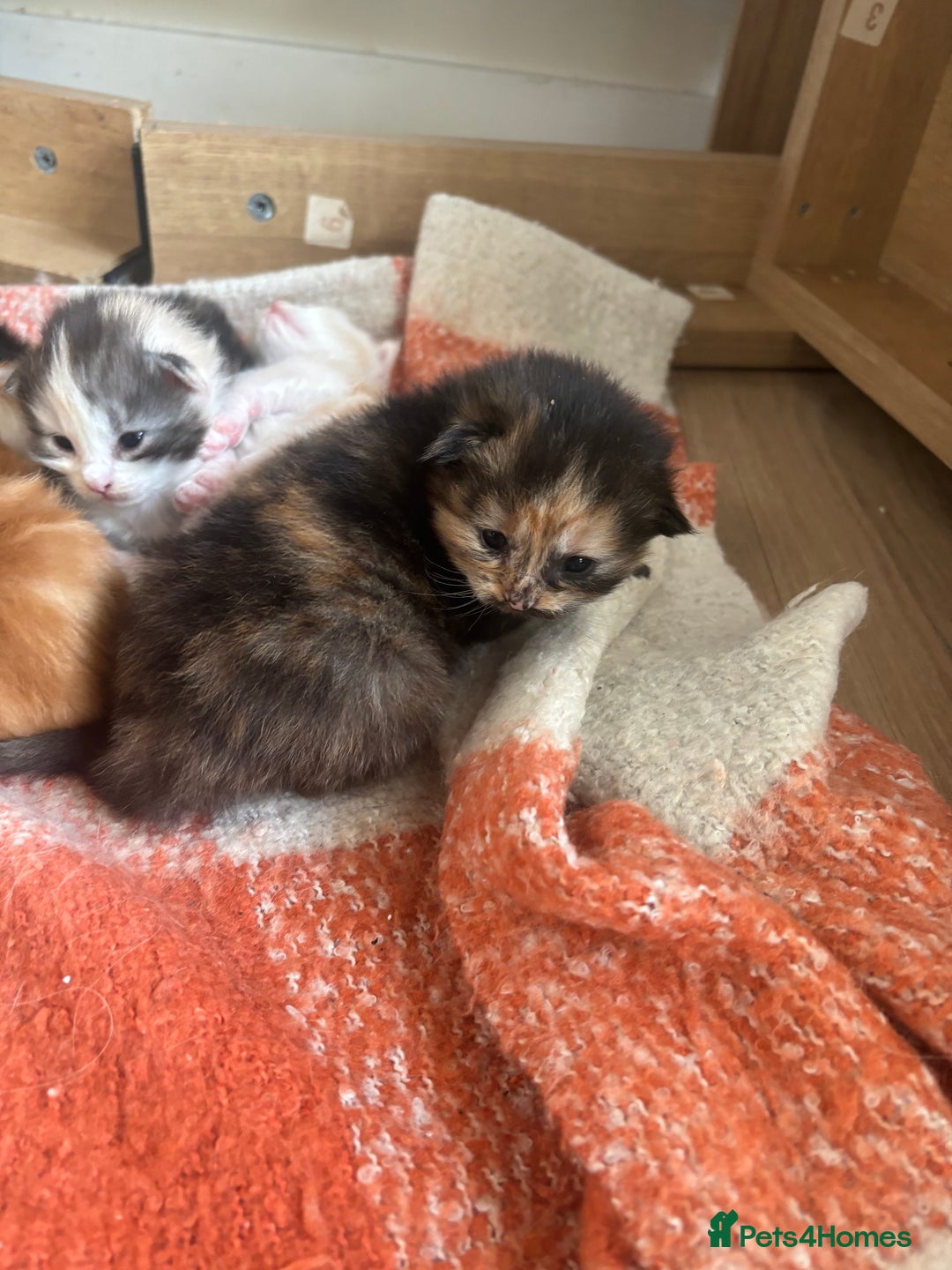 Maine Coon cats for sale: Maine coon kittens  - Advert 3