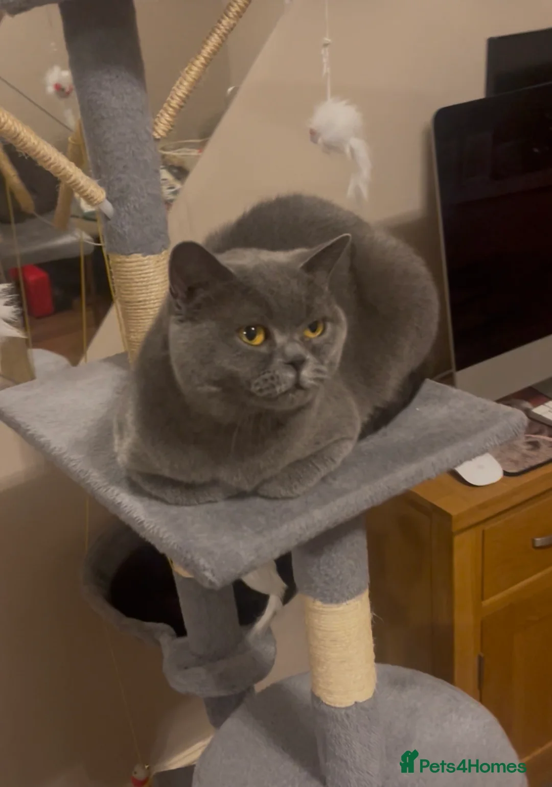 British Shorthair cats for sale: British blue black pedigree kitten boy  - Advert 2