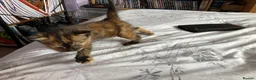 Mixed Breed cats for sale: 3 adorable domestic kittens - Advert 20