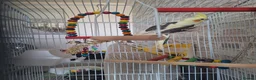 Cockatiels birds for sale: BABY BOY COCKATIEL – 2 MONTHS OLD + FULL SETUP!   - Advert 4