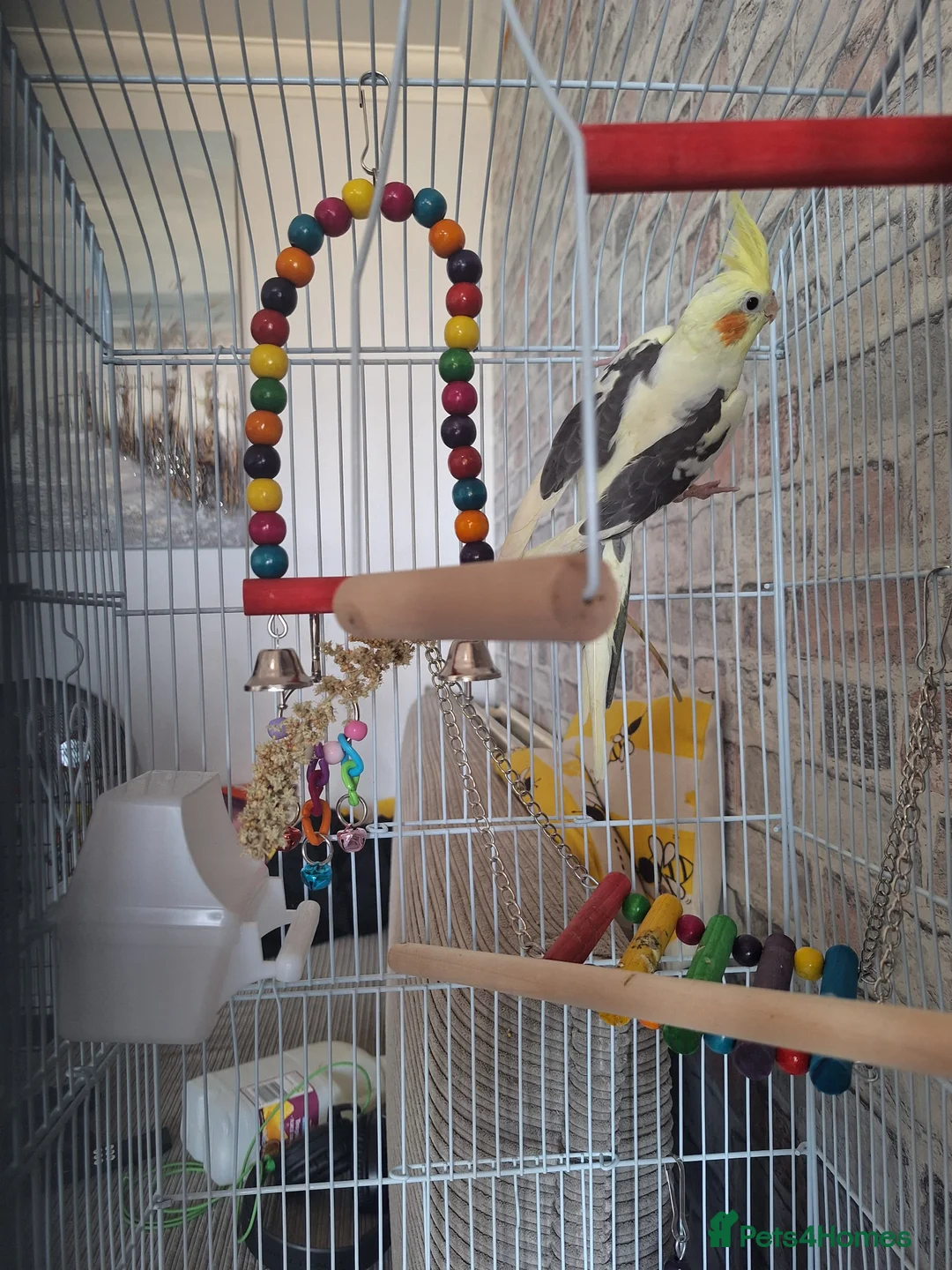 Cockatiels birds for sale: BABY BOY COCKATIEL – 2 MONTHS OLD + FULL SETUP!   - Advert 4