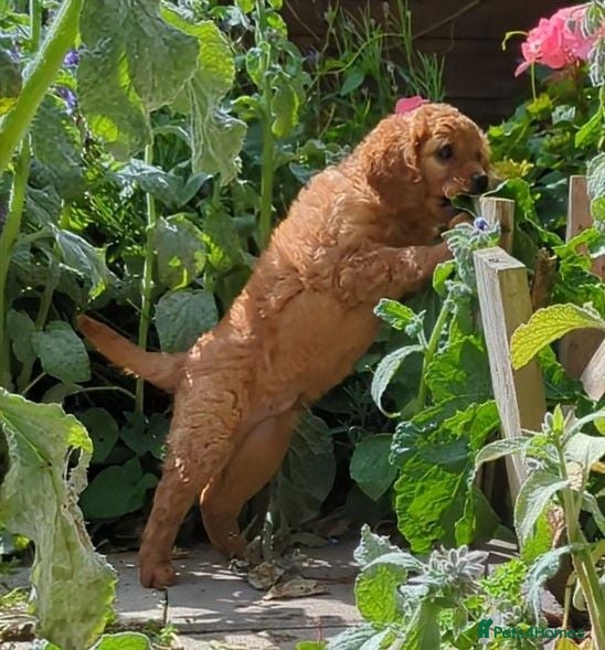 Cavapoo dogs ONLY ONE BOY PUPPY LEFT, price open to negotiation - Advert 2