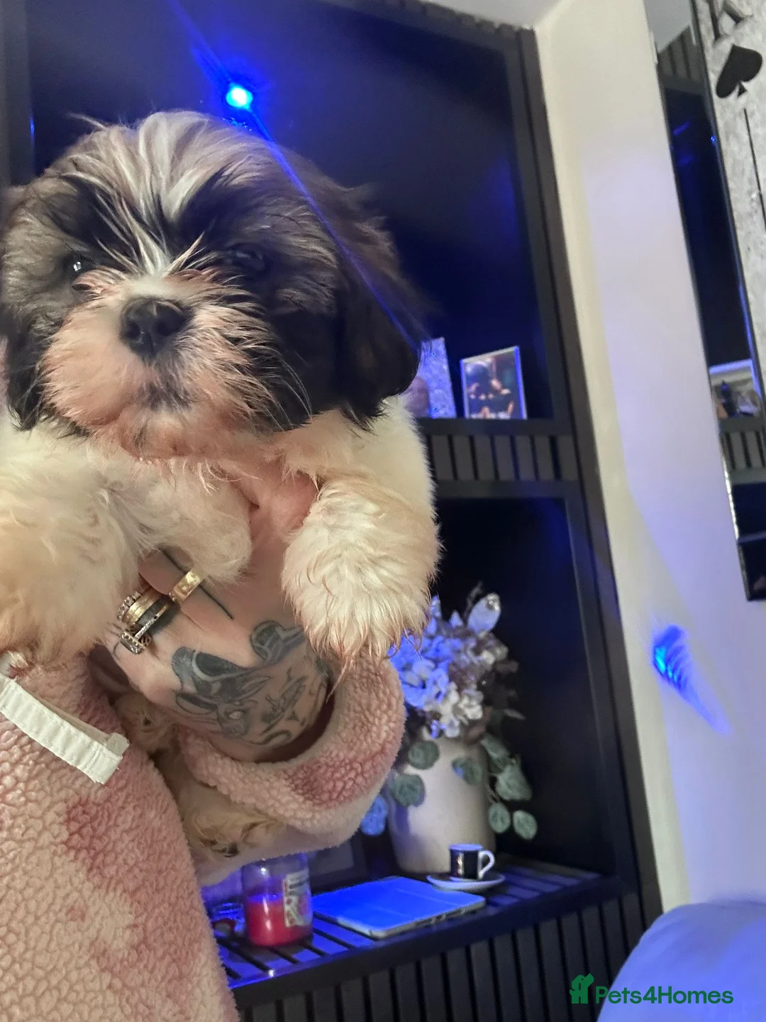 Shih Tzu dogs for sale: Shih tzu pups for sale - Advert 2