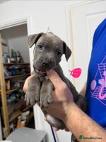 Mixed Breed dogs - Advert 11