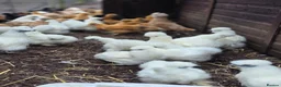 Chickens poultry for sale: Pure breed bantoms - Advert 8