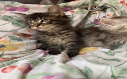 Maine Coon cats for sale: Maine coon kittens for sale - Image 1