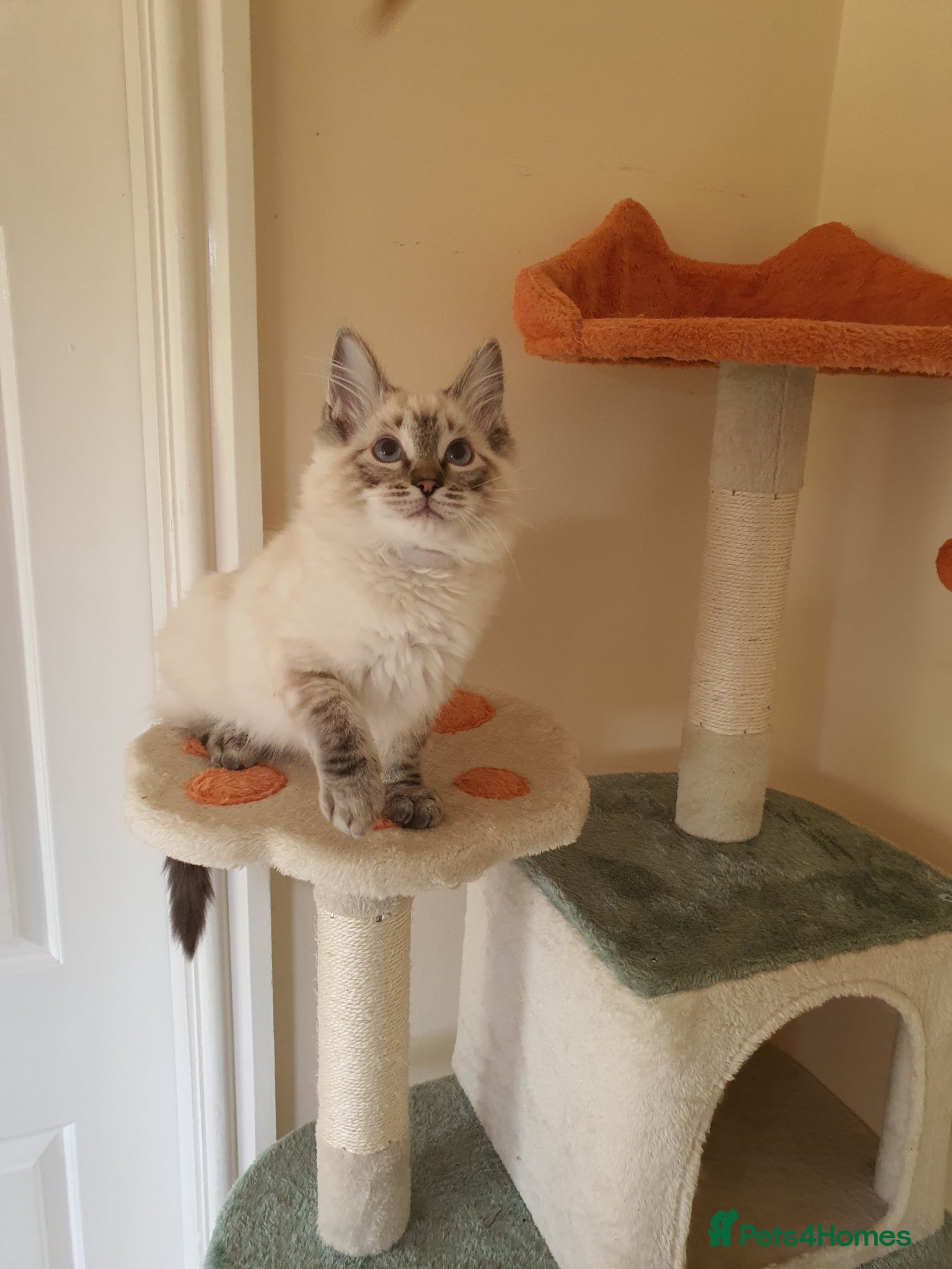 Ragdoll cats for sale: Very Beautiful GCCF Registered Ragdoll Kitten. - Advert 2