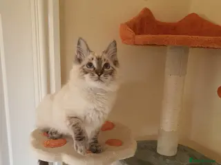 Ragdoll cats for sale: Very Beautiful GCCF Registered Ragdoll Kitten. - Advert 2