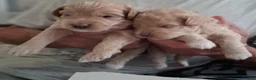 Mixed Breed dogs for sale: Puppies for sale in Southport - Advert 7