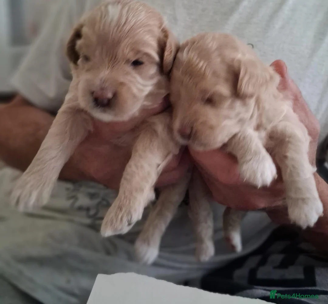 Mixed Breed dogs for sale: Puppies for sale in Southport - Advert 7