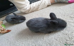 Lionhead rabbits for sale: Baby bunny's  - Advert 24