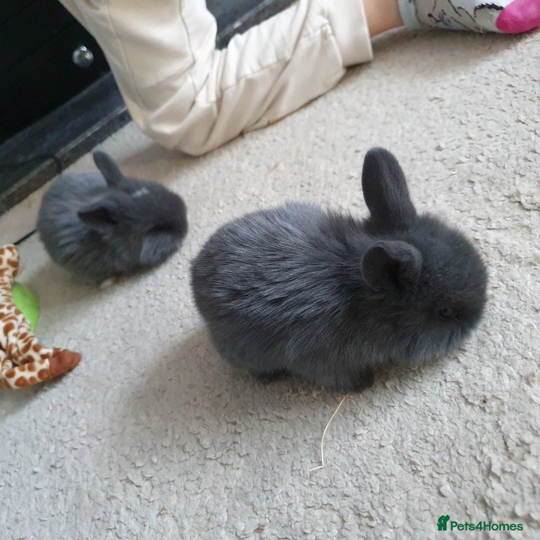 Lionhead rabbits for sale: Baby bunny's  - Advert 24