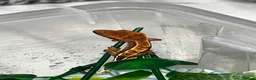 Gecko reptiles for sale: Four baby crested geckos  - Advert 2
