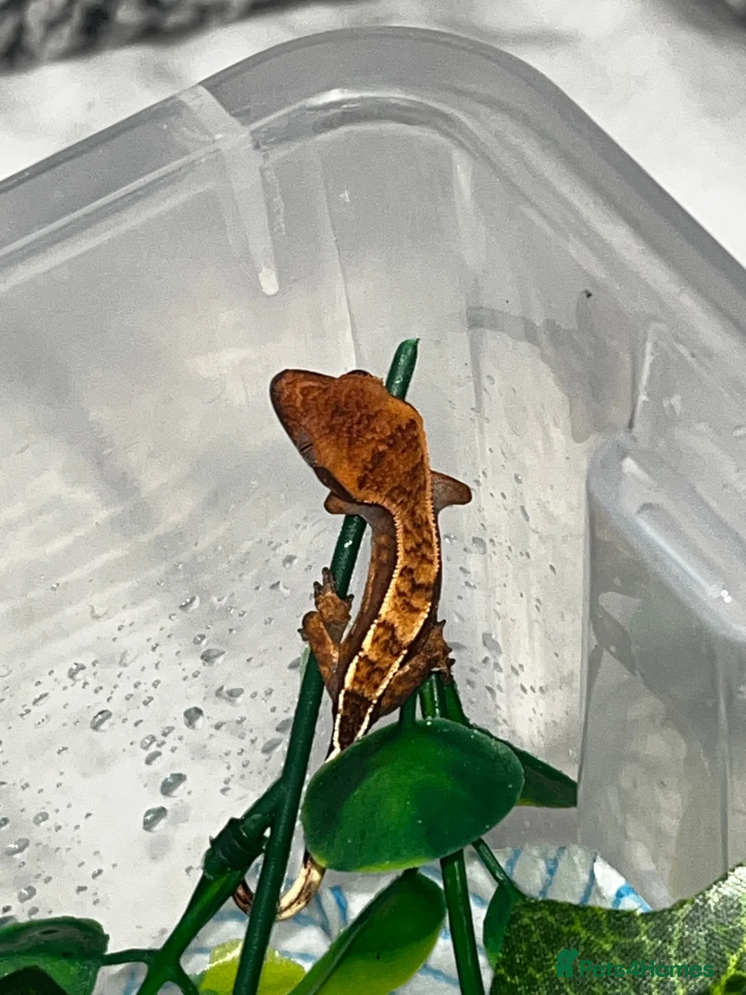 Gecko reptiles for sale: Four baby crested geckos  - Advert 2