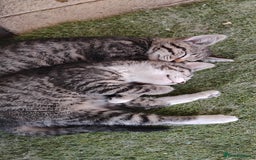 Mixed Breed cats for sale: Tabby girls - Image 4