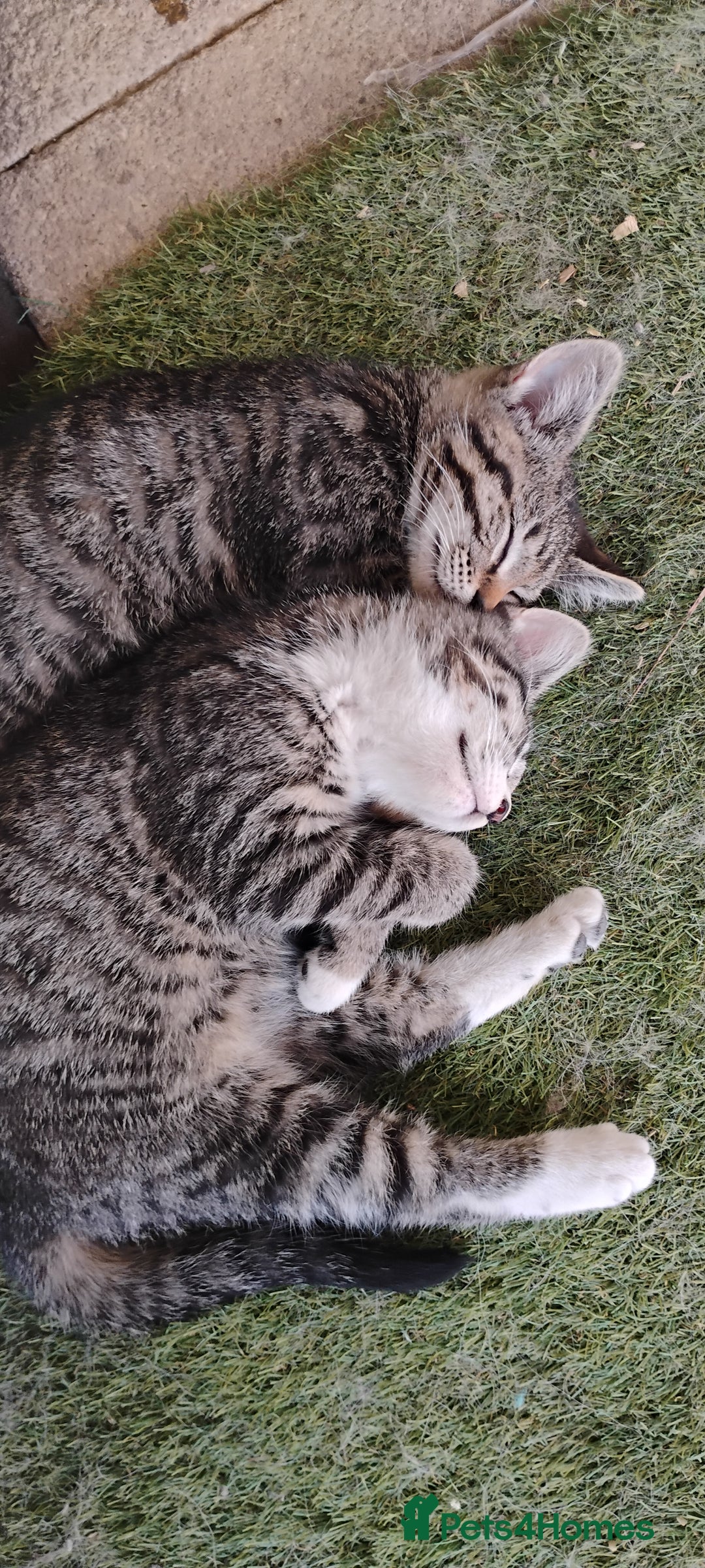 Mixed Breed cats for sale: Tabby girls - Image 4
