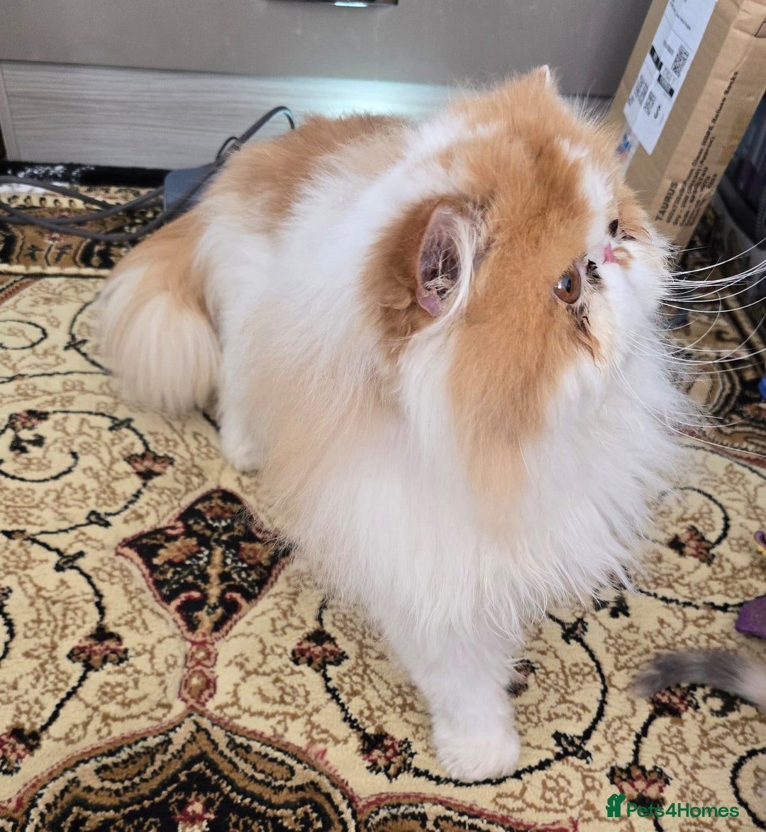 Persian cats for sale: Male Persian Pedigree CFA Champion - Image 4