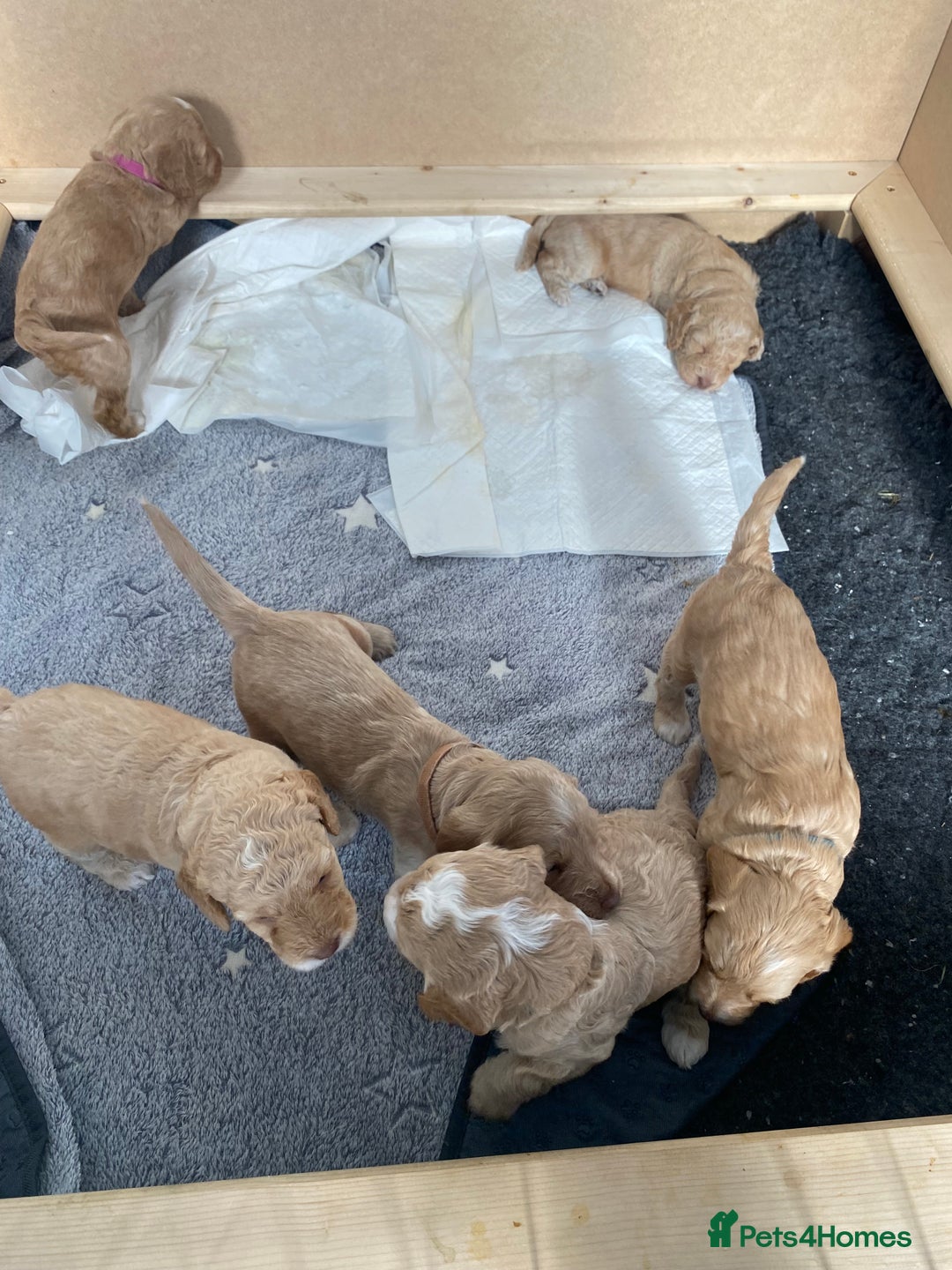 Cockapoo dogs for sale: - 3 Cockapoo Puppies - ! collect today ! Chester - - Image 22
