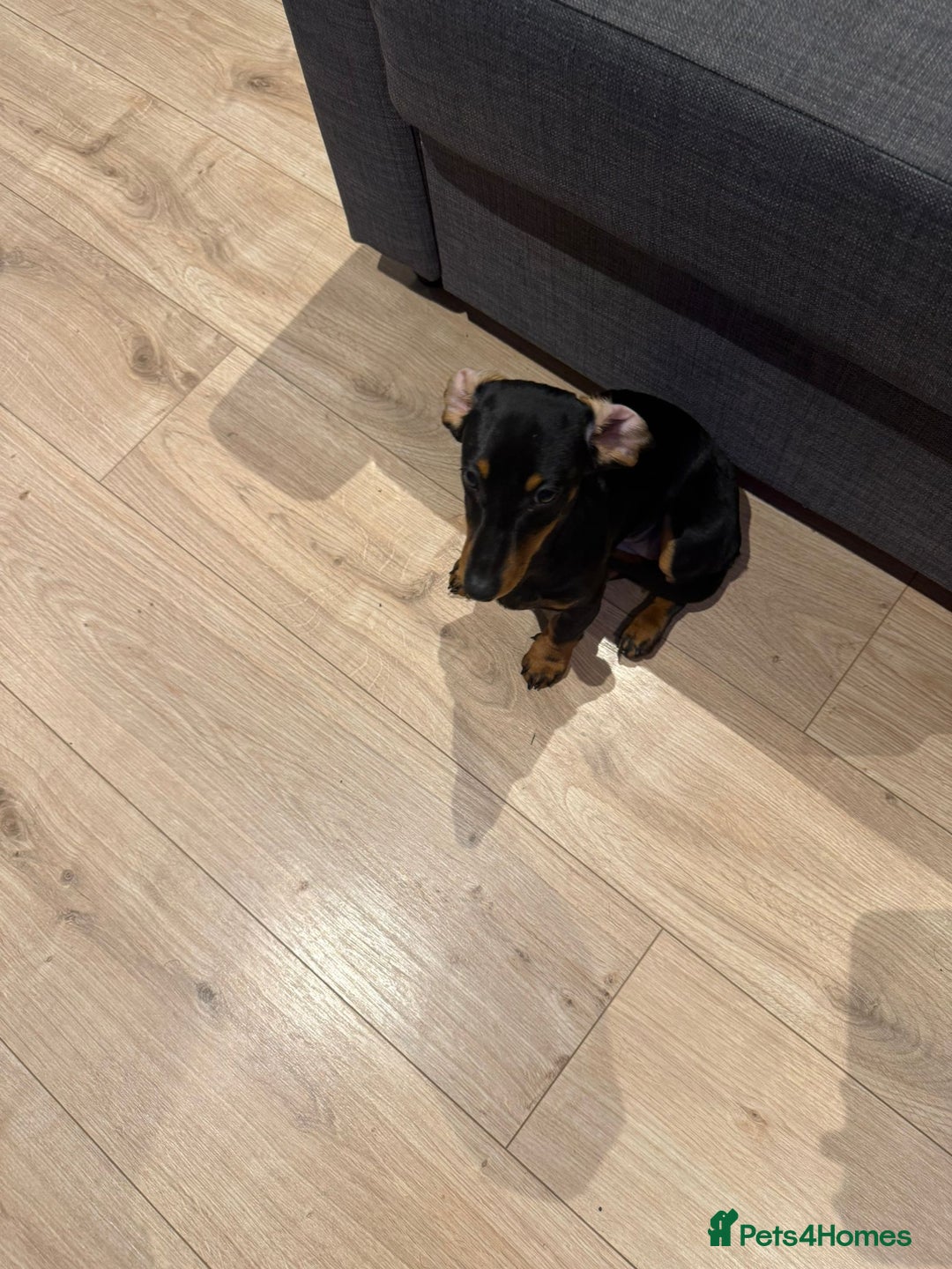 Miniature Dachshund dogs for sale: Miniature daschund dog  - Advert 6