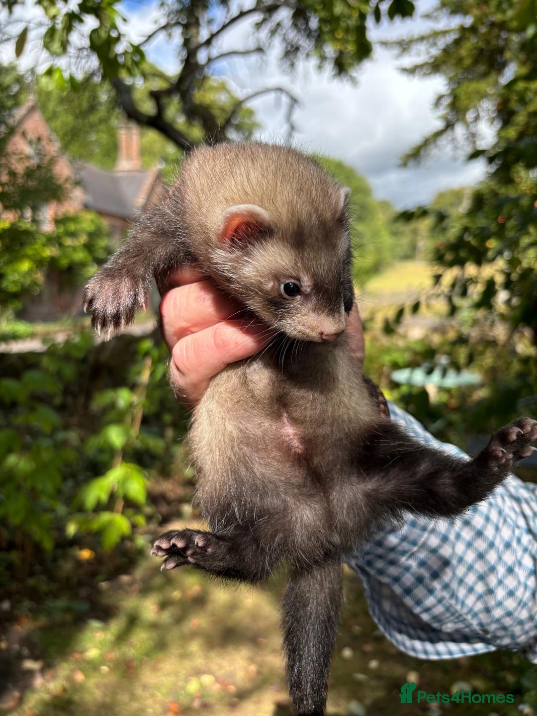 Ferret rodents for sale: Baby ferrets - Image 4
