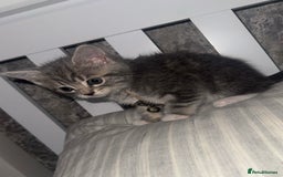 British Shorthair cats for sale: Grey and White Kitten - Image 13