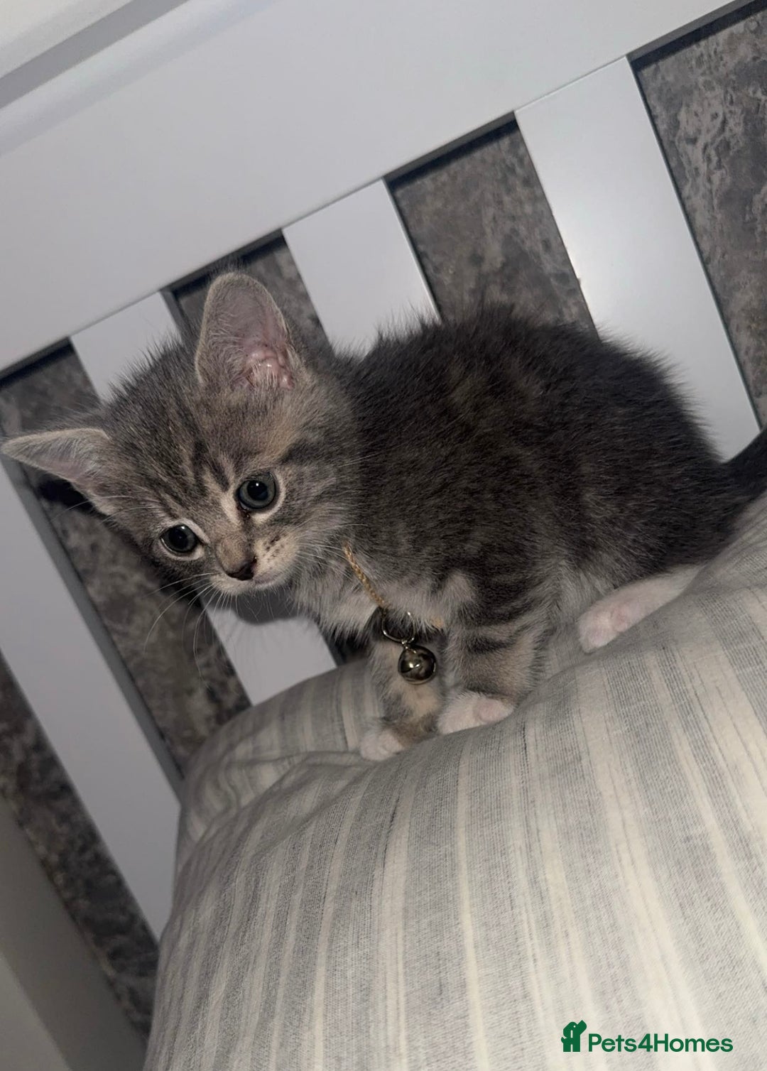 British Shorthair cats for sale: Grey and White Kitten - Image 13