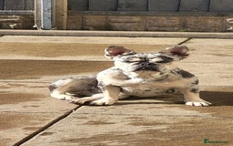 French Bulldog dogs for sale: Female merle french bulldog - Image 1