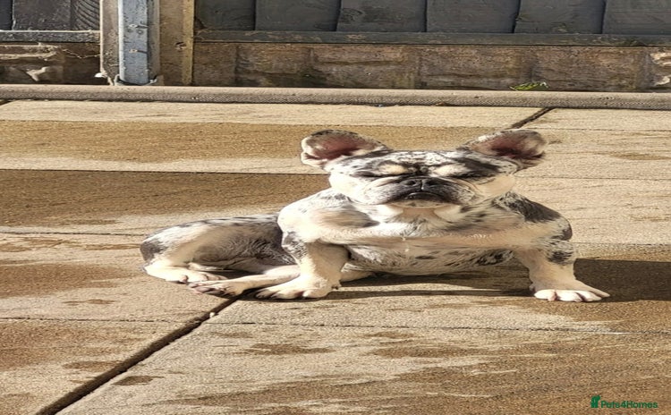 French Bulldog dogs - Advert 16