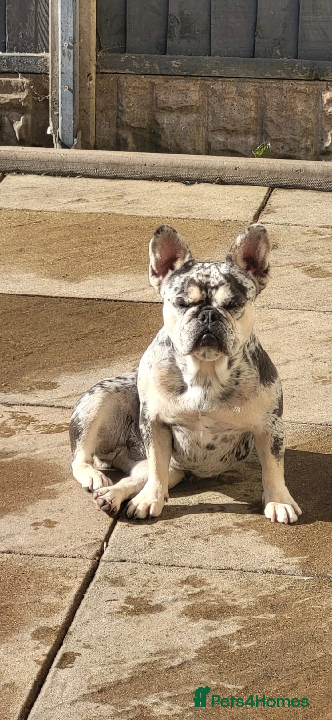 French Bulldog dogs for sale: Female merle french bulldog - Image 1