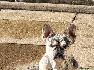 French Bulldog dogs REDUCED Kc Female merle french bulldog - Advert 7