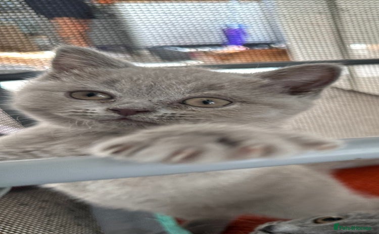 British Shorthair cats - Advert 2
