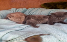 British Shorthair cats for sale: Super GCCF Registered Kittens - Image 14