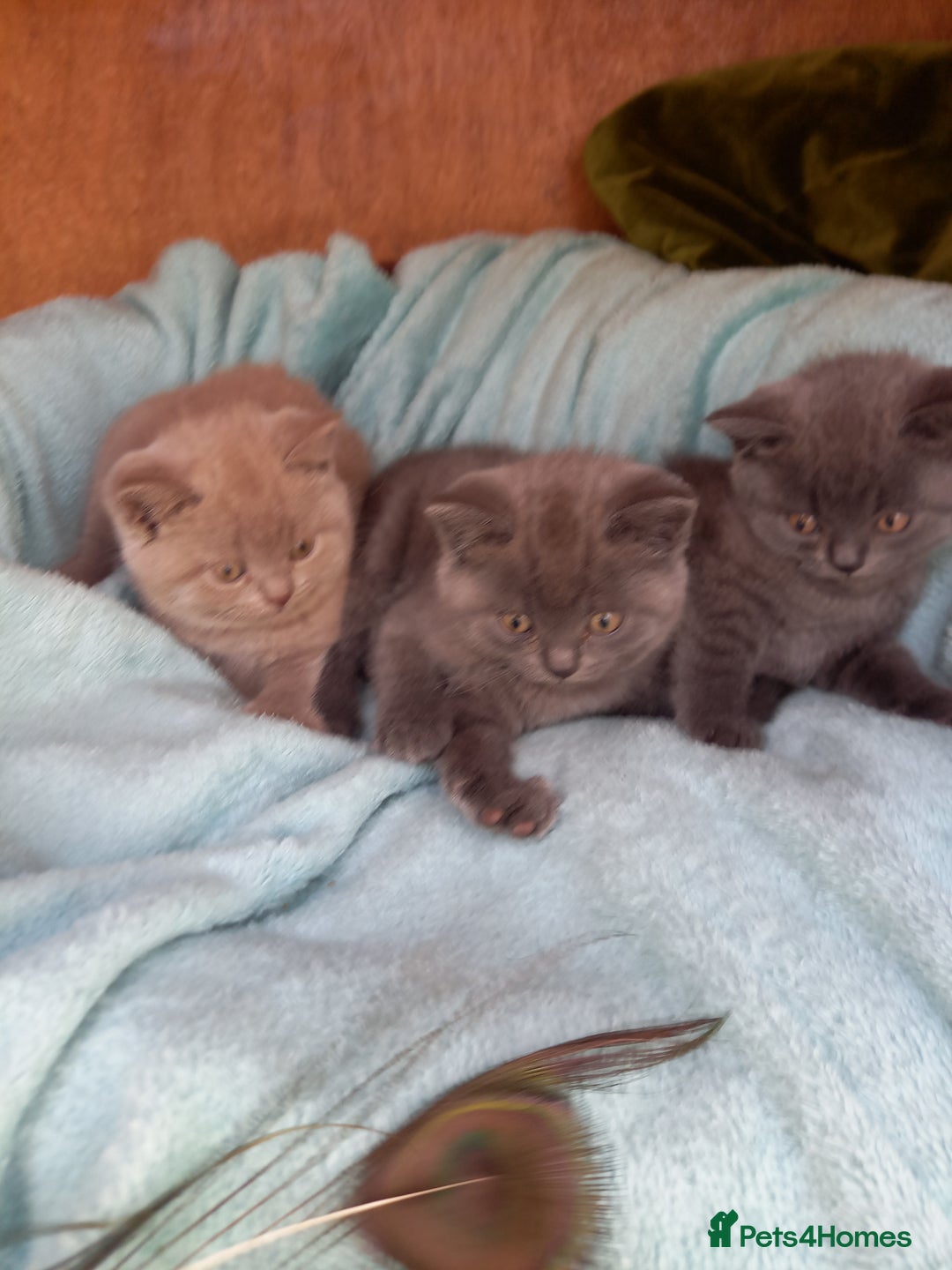 British Shorthair cats for sale: Super GCCF Registered Kittens - Image 14
