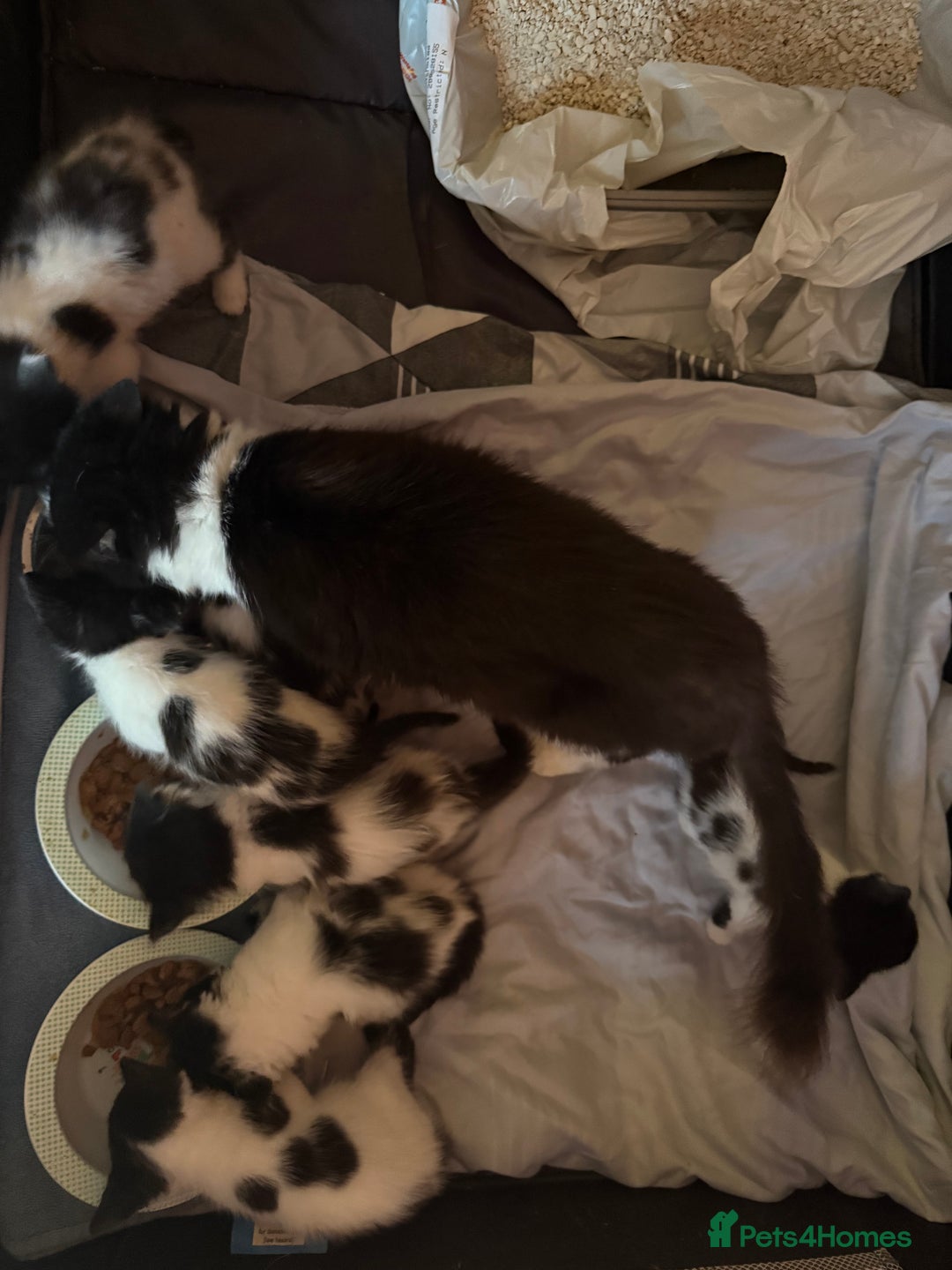 British Longhair cats for sale: Fluffy beautiful kitties  - Image 8