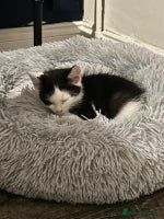 Mixed Breed cats - Advert 9