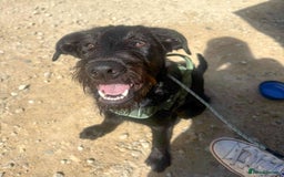 Mixed Breed dogs for adoption: DOLLY - Really Wants a Canine Buddy! - Image 4
