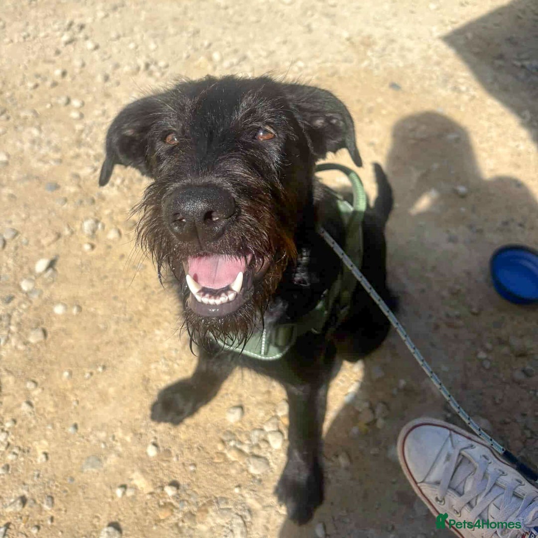 Mixed Breed dogs for adoption: DOLLY - Really Wants a Canine Buddy! - Image 4