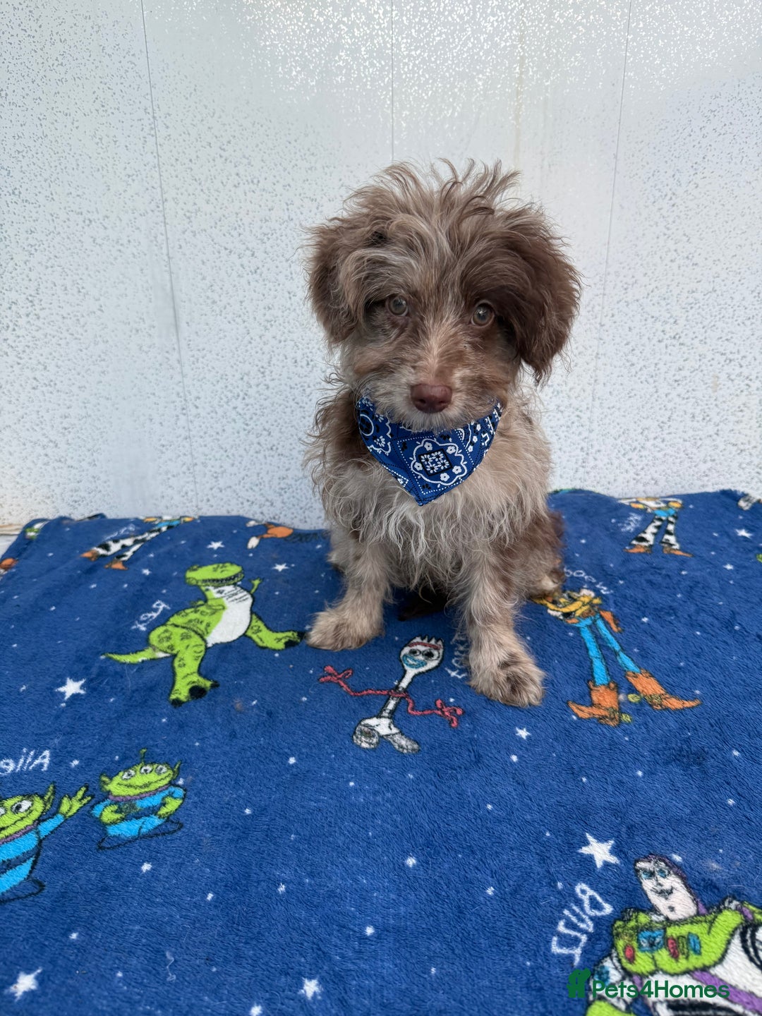 Pomapoo dogs for sale: Two gorgeous Pomapoo puppies available  - Image 2