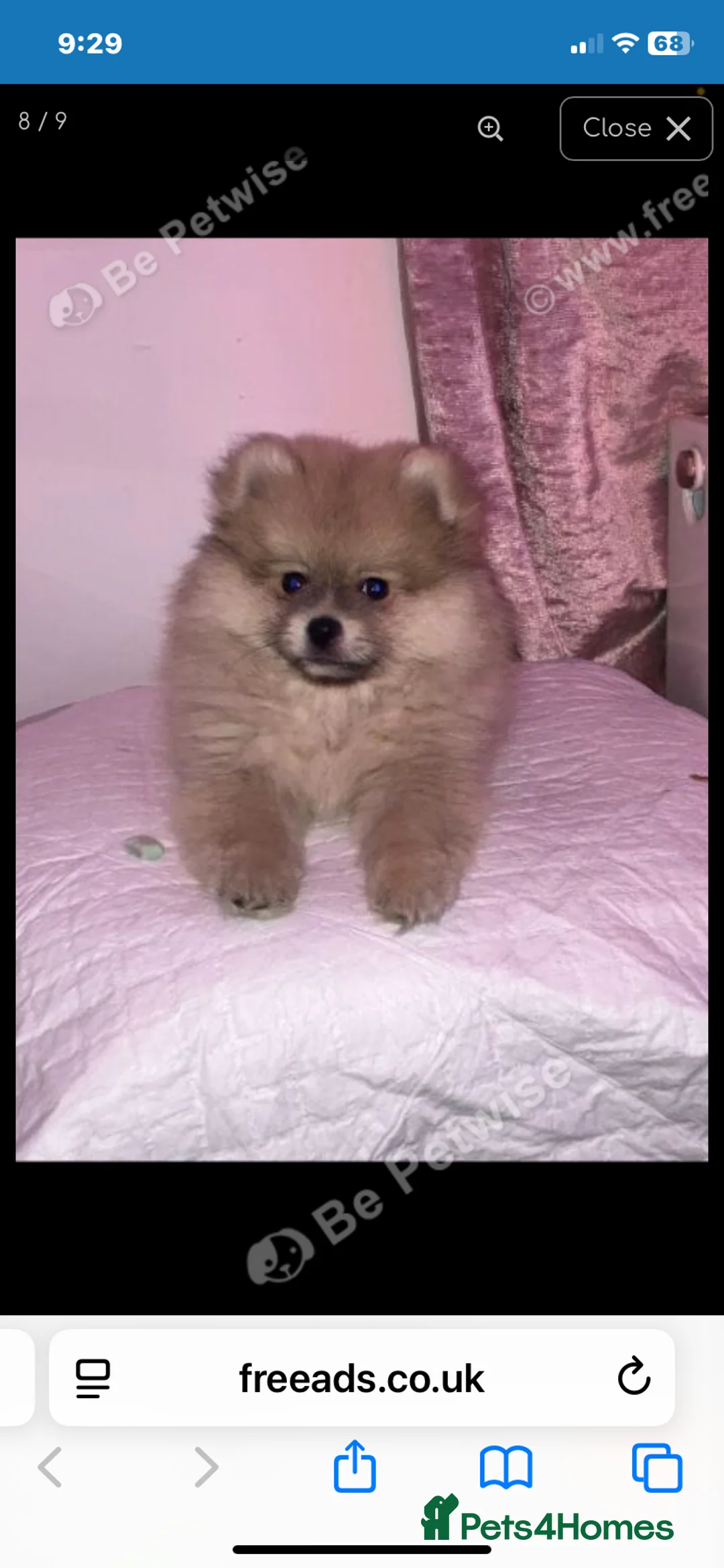 Pomeranian dogs for sale: pomeranion in Wingate - Advert 2