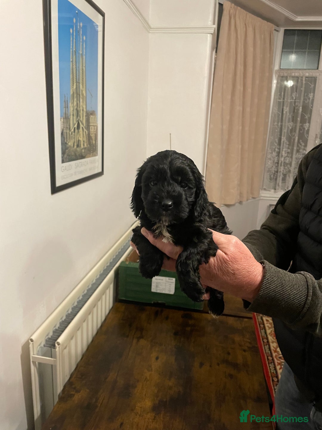 Cockapoo dogs for sale: Cockapoo puppies - Image 20