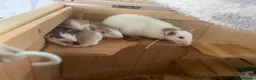 Rat rodents for sale: Baby dumbo rats  in Grantham - Advert 15
