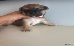 Mixed Breed dogs for sale: French billhuahua - Image 26