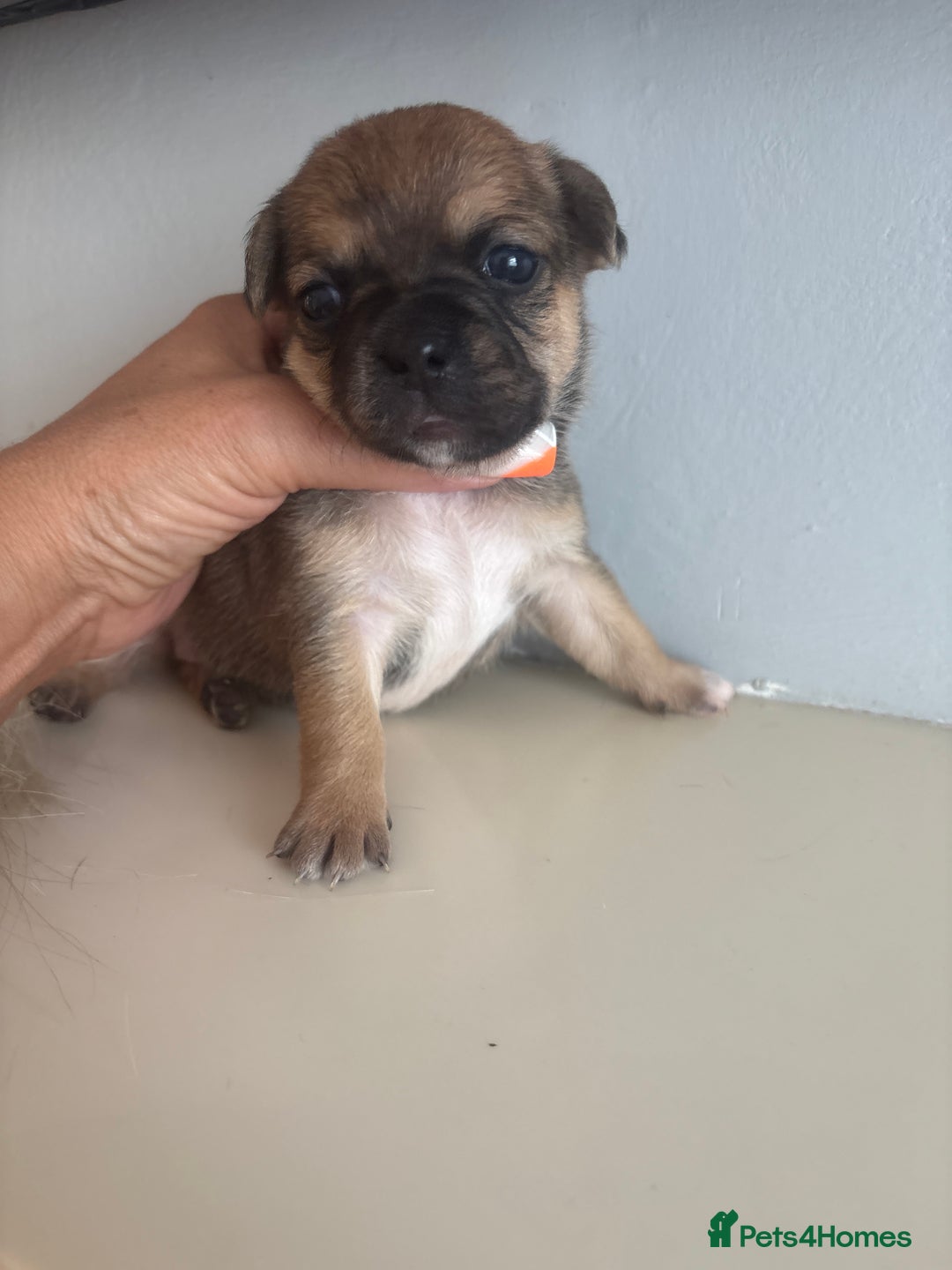 Mixed Breed dogs for sale: French billhuahua - Image 26